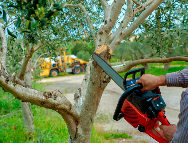 Best Professional Tree Care  in Iyanbito, NM